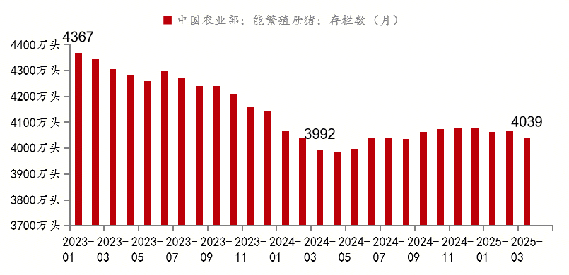 母猪存栏