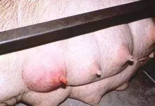 母猪乳房红肿奶水少，是咋回事？乳房炎来袭，防治刻不容缓！