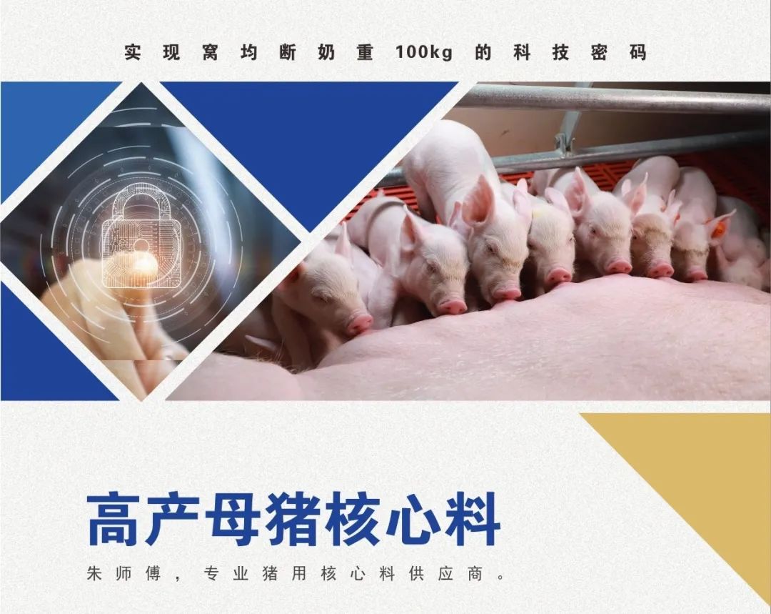 高产母猪核心料