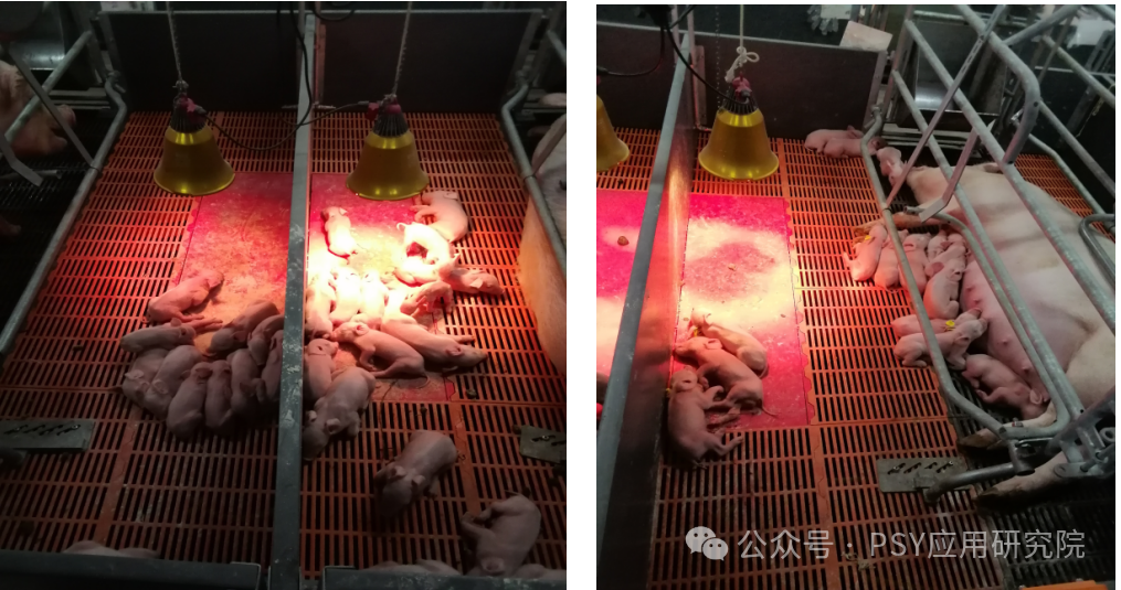 母猪和仔猪