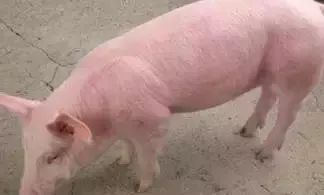 生猪
