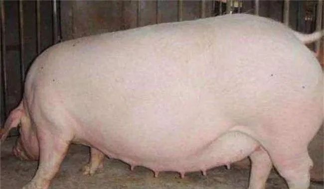 独家！母猪从怀孕到产后喂料全解析