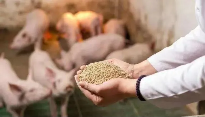 生猪饲喂