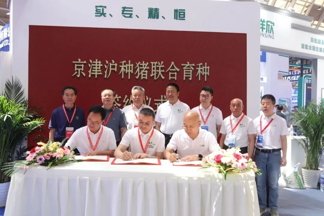 康嘉种业与北京顺鑫、上海祥欣签署联合育种协议，资源互通重塑中国种猪竞争力！