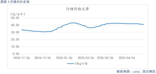 仔猪行情