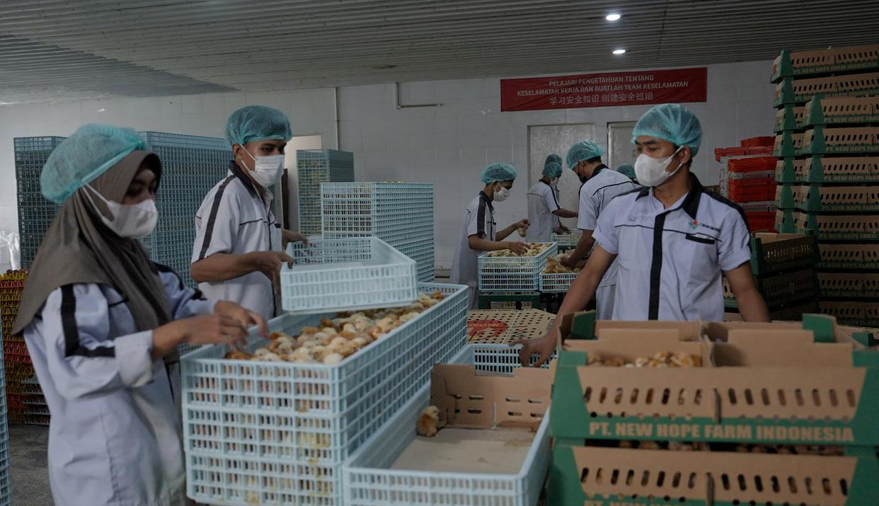 新希望印尼种禽场的工人正在检查即将发给养殖户的鸡苗
