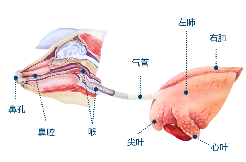 猪呼吸道综合征如何防控？应该重点防控哪些病原？