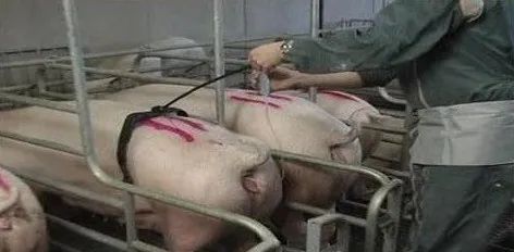 为什么会出现母猪不孕？母猪不孕的原因找到了