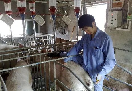 猪场如何提高母猪母猪配种率和产仔率？学起来