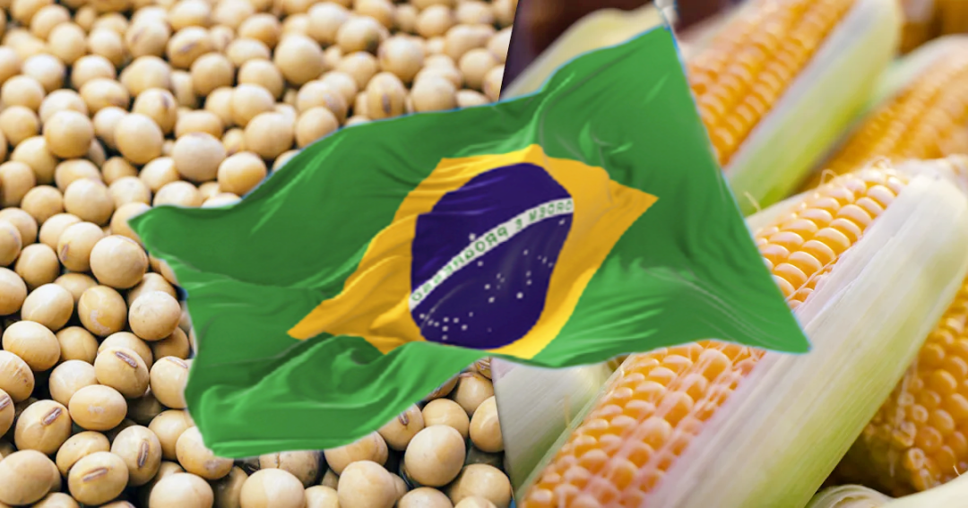 权威机构最新预估：巴西大豆和玉米产量双双上调
