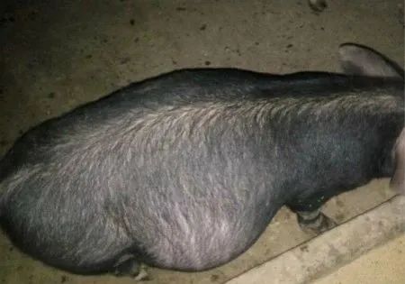 猪肚子胀气，该怎么办？如何治疗？