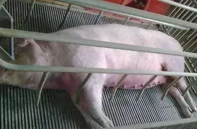 好奇！后备、孕产、产后母猪保健，分别要注意啥要点？