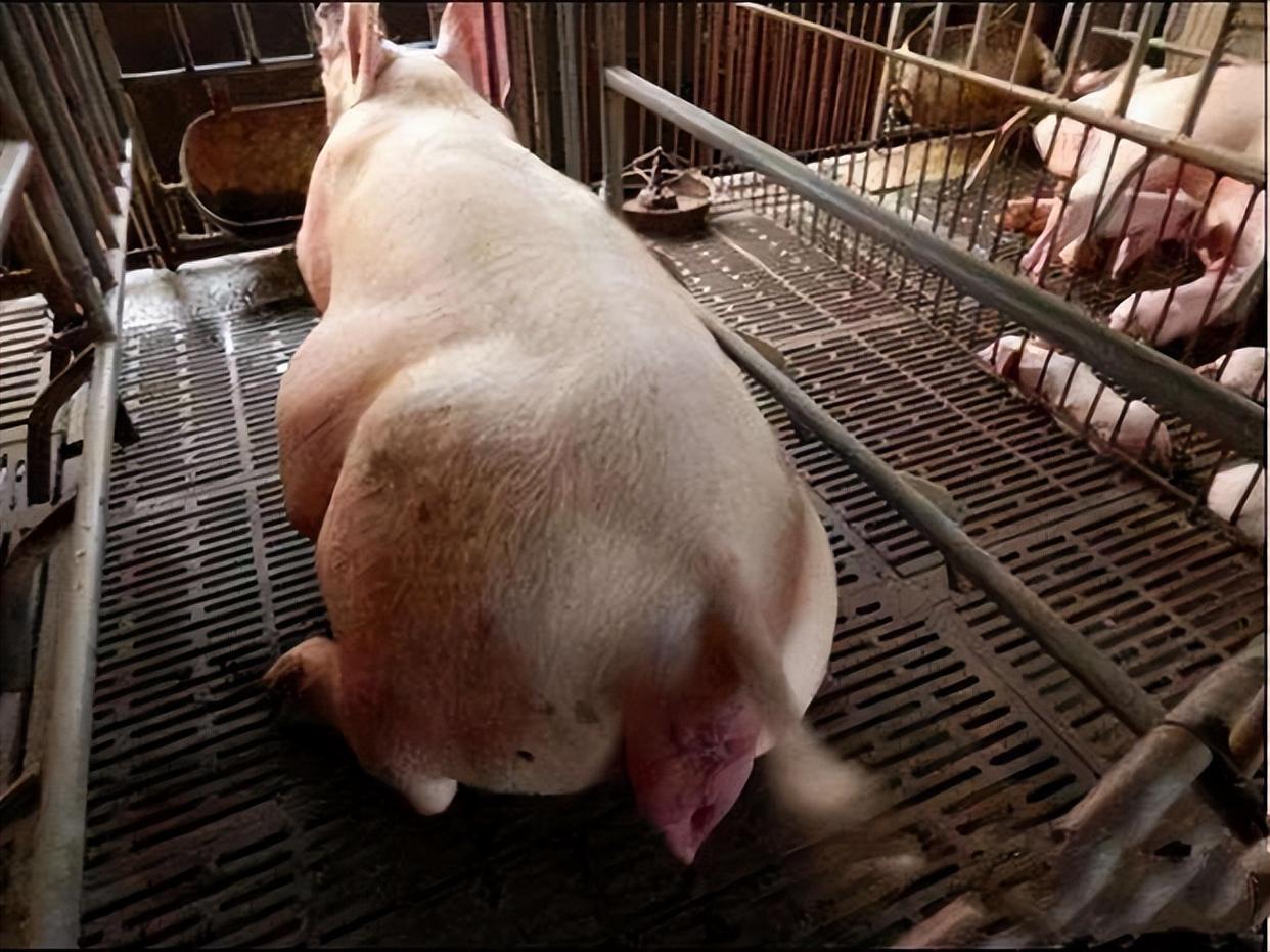 母猪产木乃伊胎是什么原因造成的？一定要搞清楚