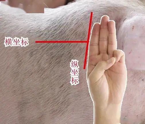怎么给猪打针？附详细操作步骤来了