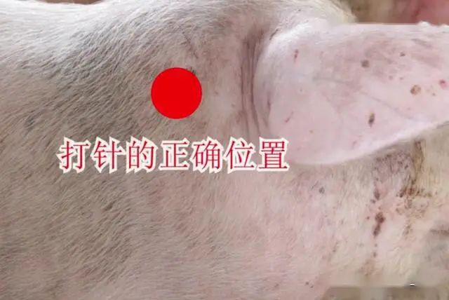 怎么给猪打针？附详细操作步骤来了