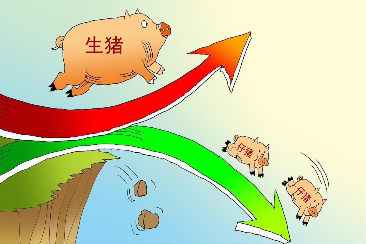 生猪行情