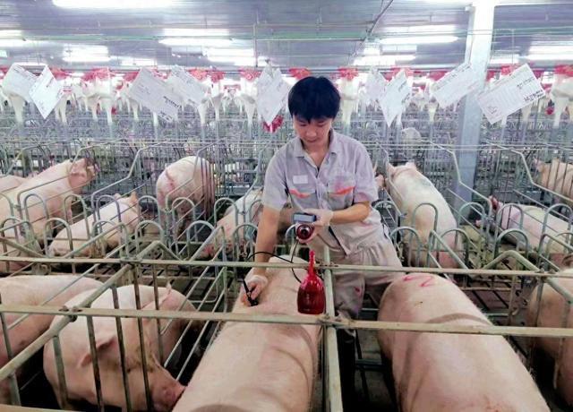 猪价持续回落，生猪二次育肥面临“禁令”疑云？业内最新爆料→