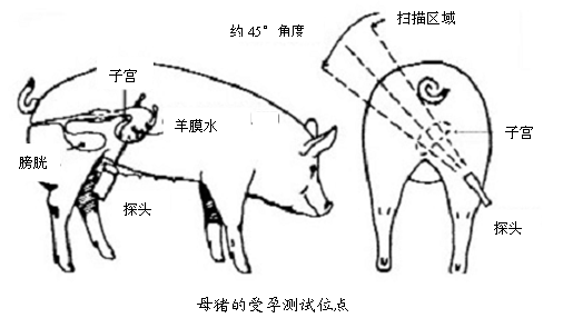 生猪