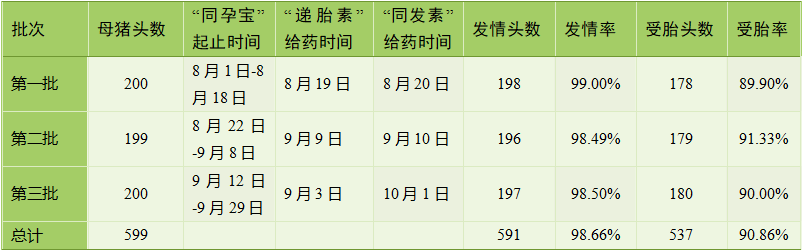 高效定输方案对后备母猪繁殖性能的影响