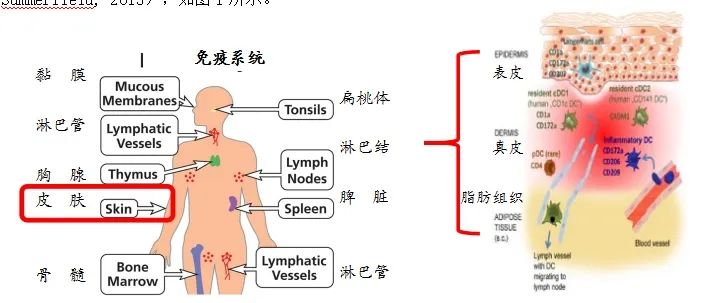皮肤免疫系统
