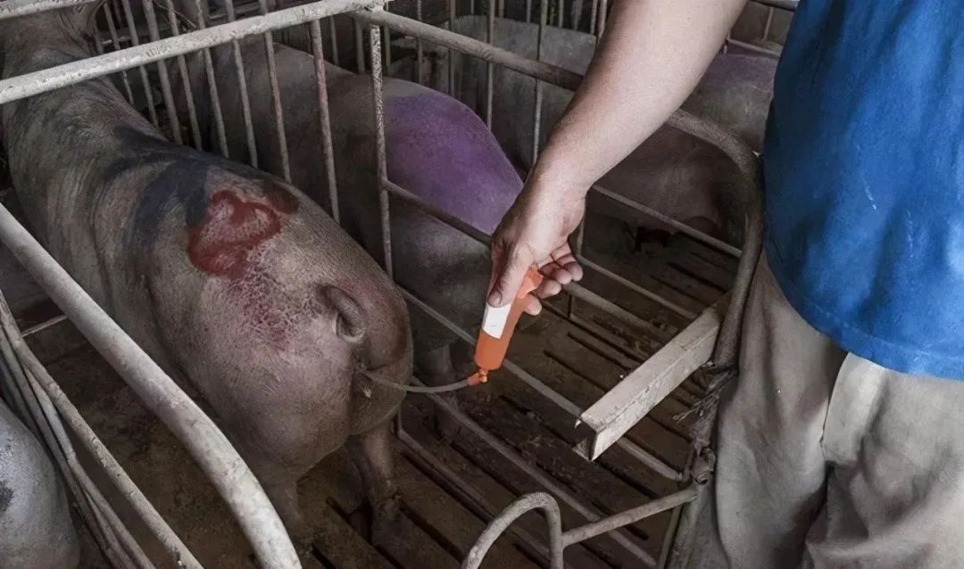 母猪清宫有诀窍！多久能配种？一文揭秘详细清宫步骤