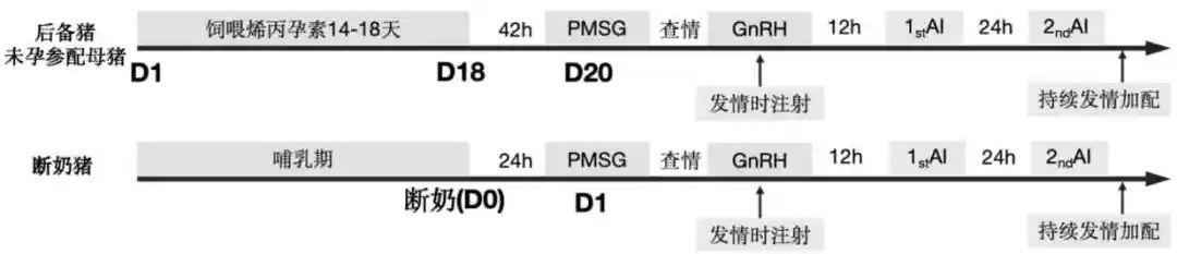 发情促排定时输精程序