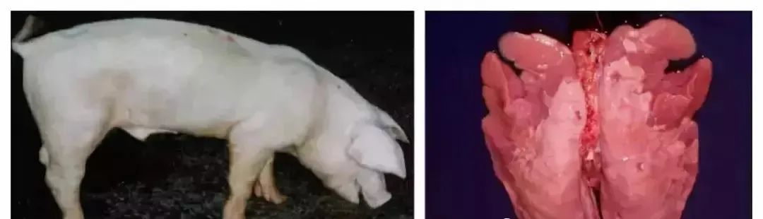 生猪