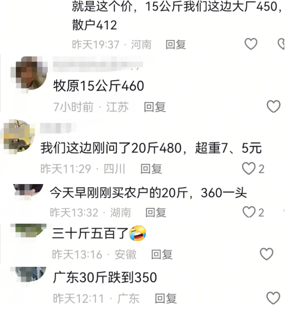 仔猪行情