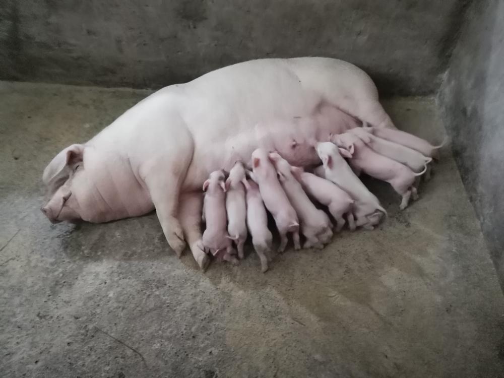 母猪和仔猪