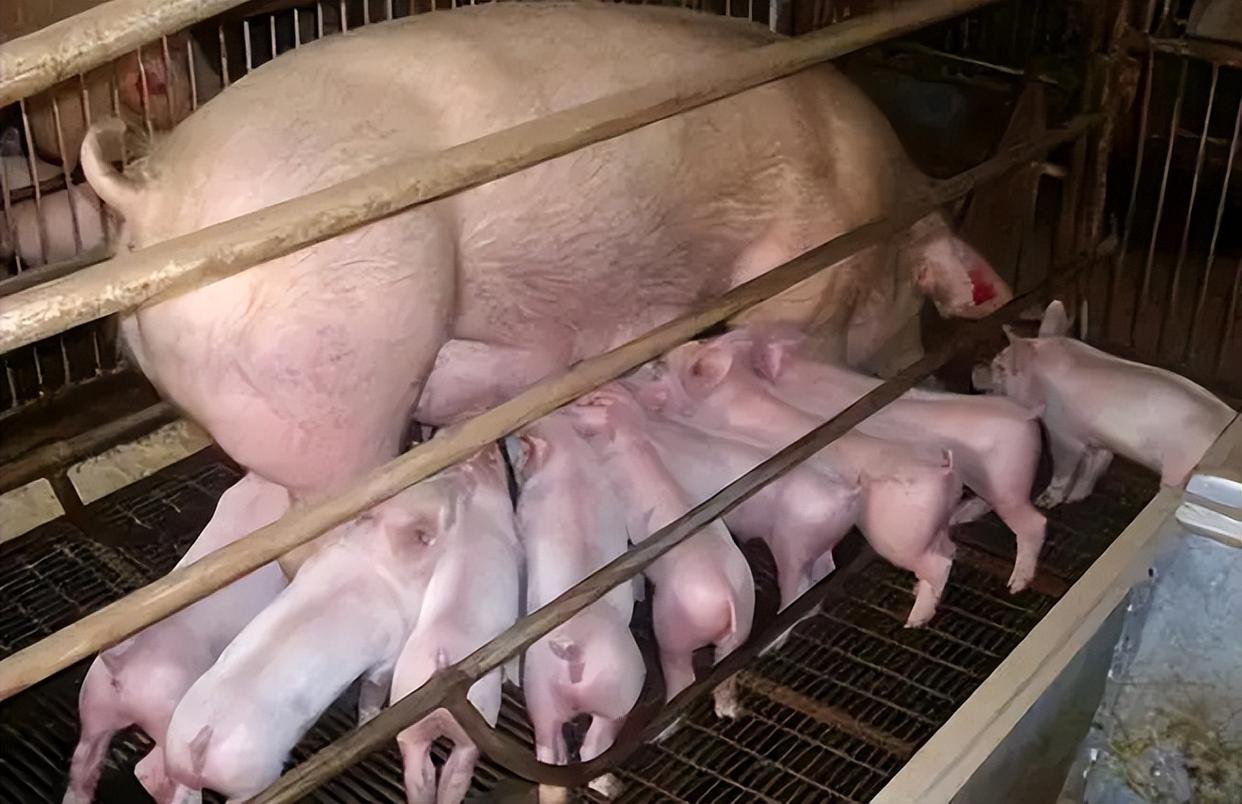 高产母猪生产潜力咋挖掘？饲养管理要点大公开