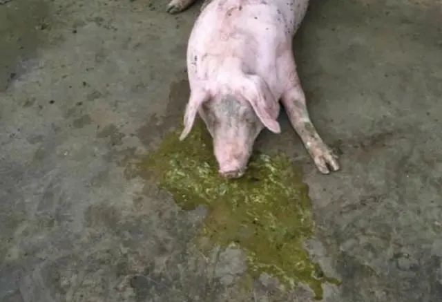 生猪