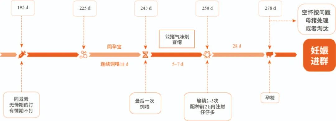 后备母猪批次化简式进群方案