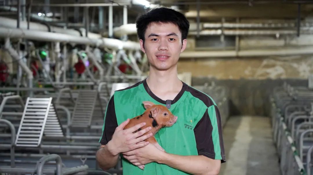 养猪