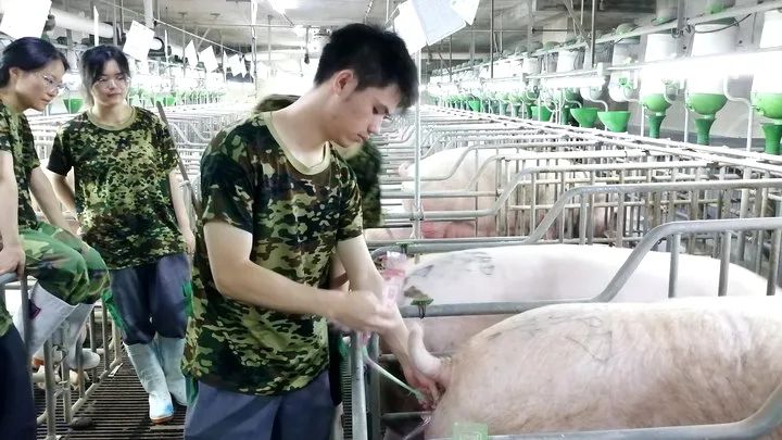 生猪饲养