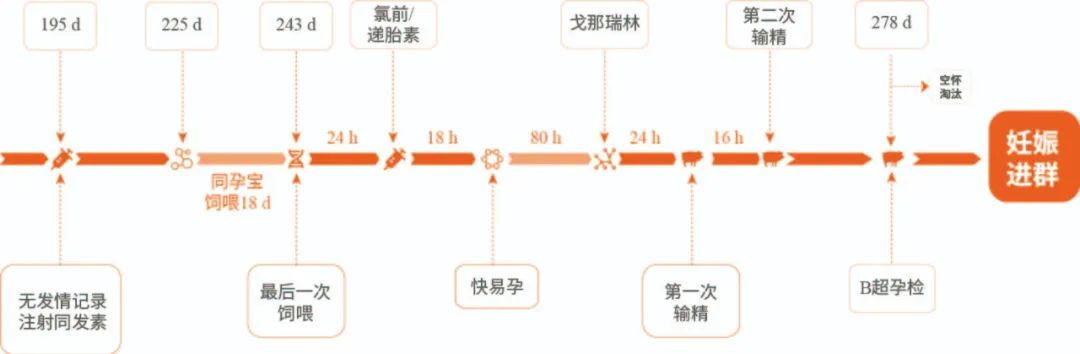 后备母猪精准进群方案