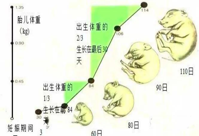 胎儿体重