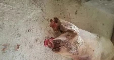 猪死后流鼻血别慌！一文教你识别病症与防治方法