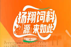 东北玉米的“闯关记”：扬翔饲料如何用严苛质检炼就“黄金粮”？