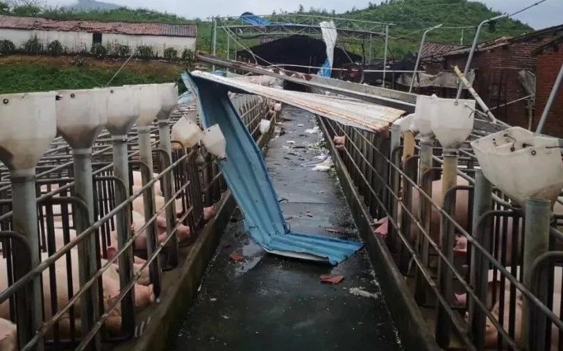 台风“蝴蝶”登陆，100多头猪被冲走！高温天猪场迎来雨季“大考”