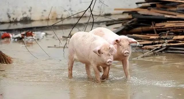 台风“蝴蝶”登陆，100多头猪被冲走！高温天猪场迎来雨季“大考”