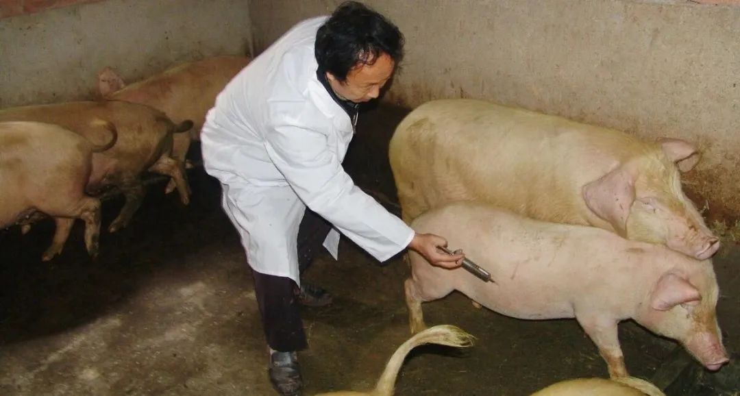 猪场疫苗“断舍离”：这几种疫苗真能省！但先学会这3套替代防控法