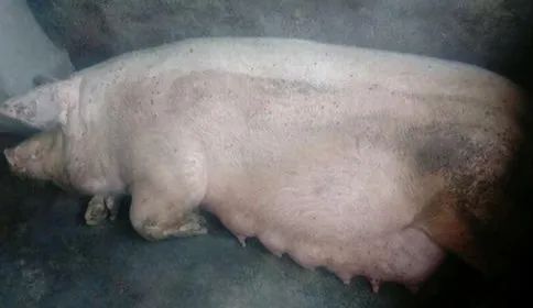 母猪瘫痪