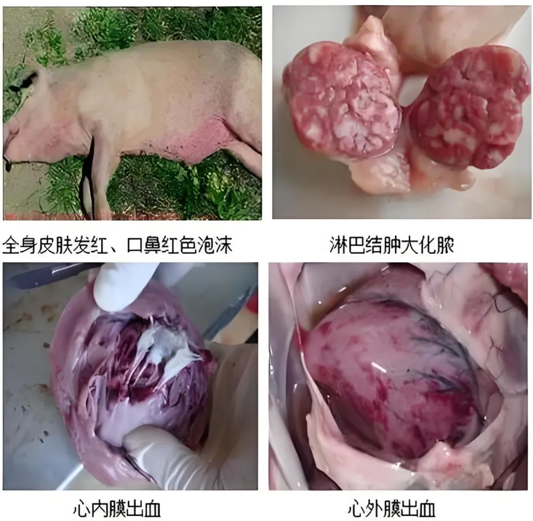 猪病诊断