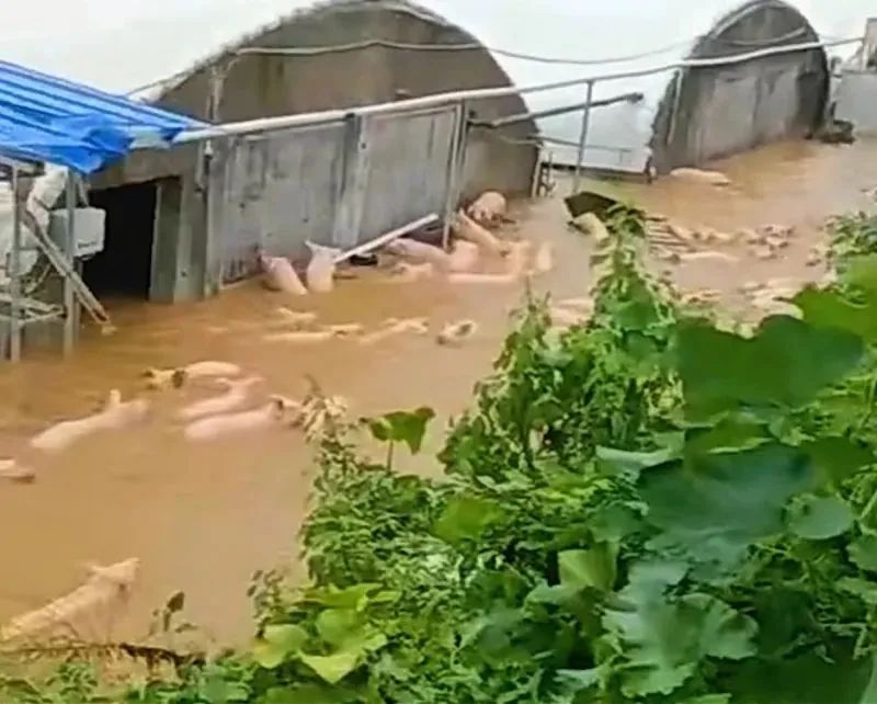 猪场被淹