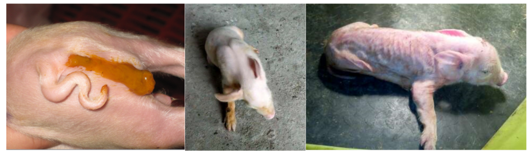 产房仔猪常见的几种腹泻与防治！赶紧学起来！