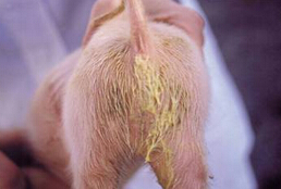产房仔猪常见的几种腹泻与防治！赶紧学起来！
