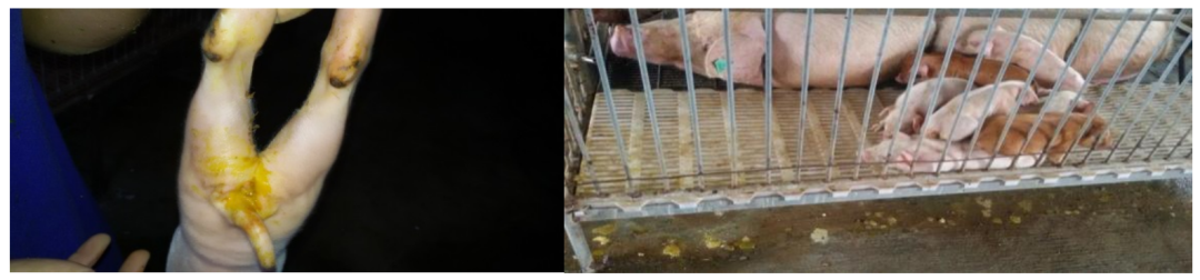产房仔猪常见的几种腹泻与防治！赶紧学起来！
