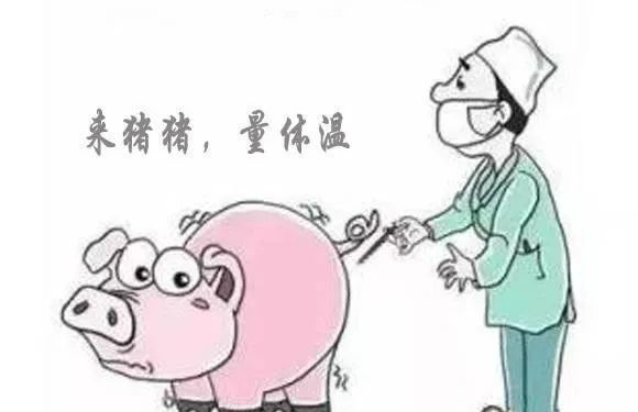 生猪多少度才算发烧？各阶段的猪体温大全