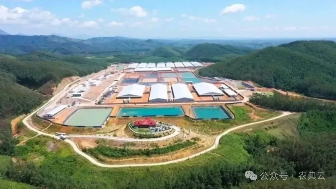 BAF与牧原共筑高层猪场，新希望海外饲料拓版图
