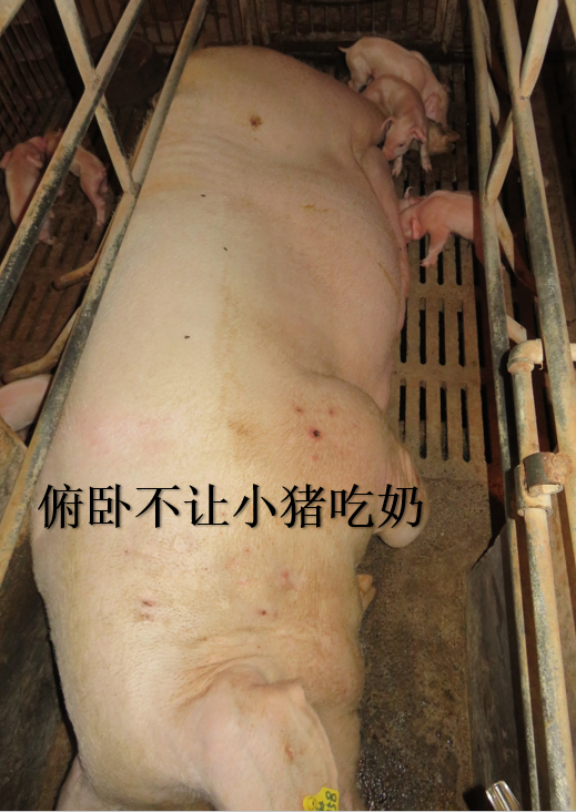 母猪乳房炎症，俯卧不让小猪吃奶